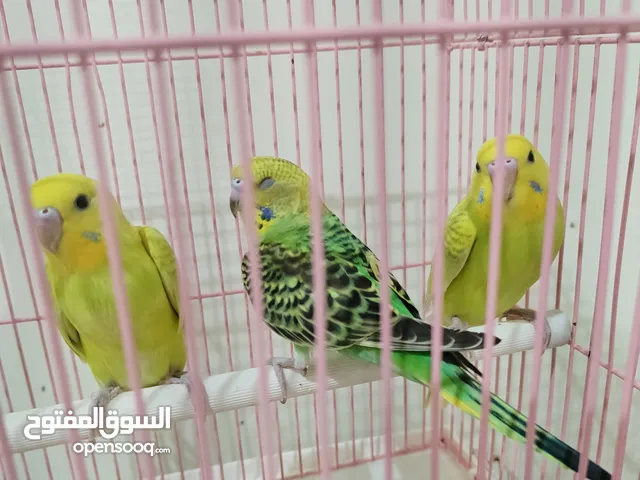 فراخ بادجي أسترالي مميزة ( عاشق ومعشوق ) للبيع