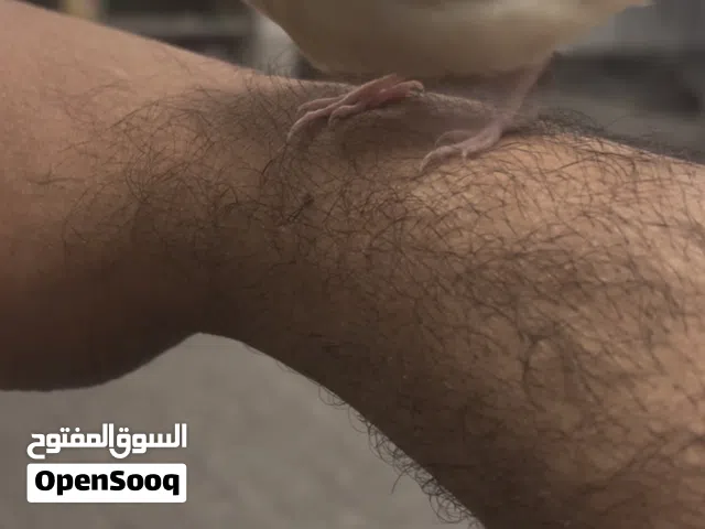 قولدن فنش ربوه