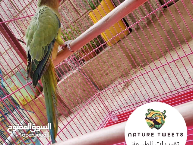 بغباء الدره والكوكتيل والفيشر