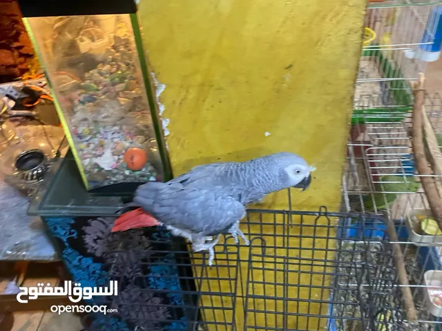 موجود كاسكو متكلم واليف بيطلع عاليد وبحب يلعب