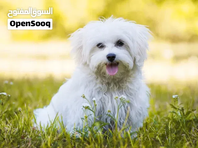 كلب مالتيز