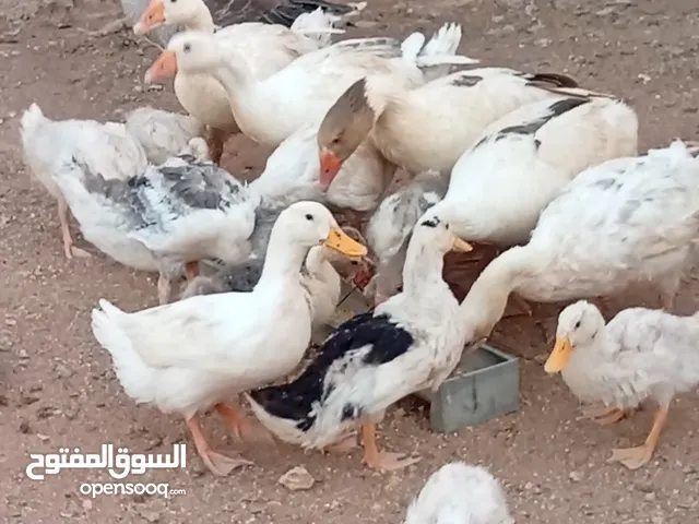 موجود وز وبط قطعه وحده