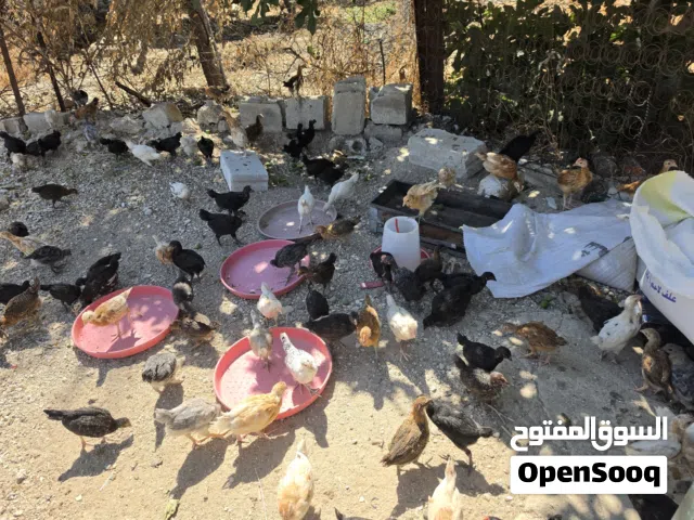 دجاج  للبيع
