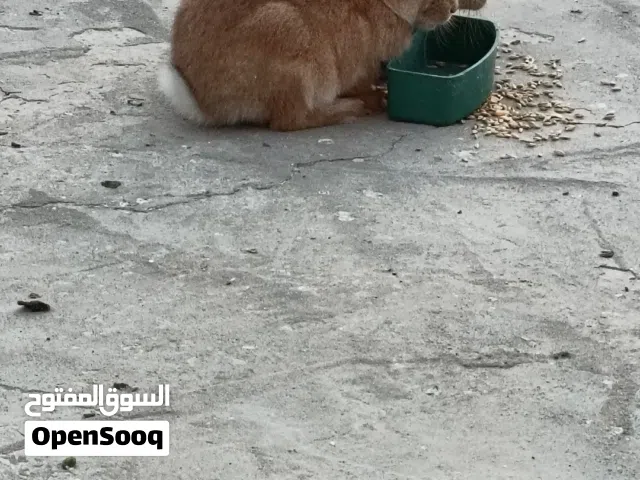 جوز ارانب للبيع
