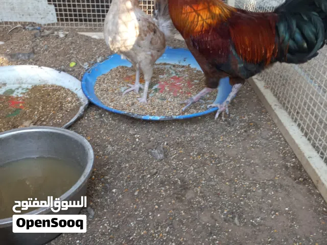 دجاجة وديك بلدي للبيع بدون أمراض