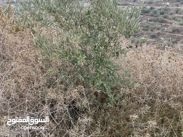 ارض في برقة للبيع ،4 دونم