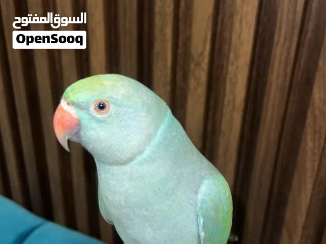 بغبغاء زرقاء اللون