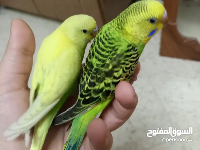 جوز بادجي أسترالي مميز للبيع