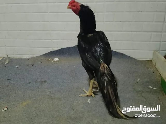 ديك تيلندي