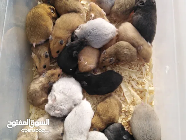 22 هامسترات اليفات