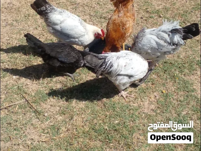 خمس ديوك عربية ناشطات للبيع