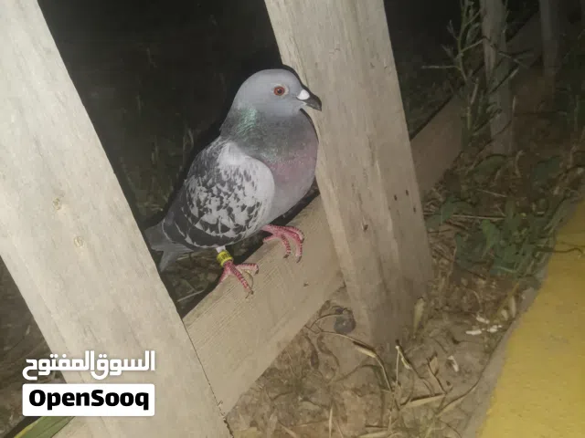 طير زارجر حمام