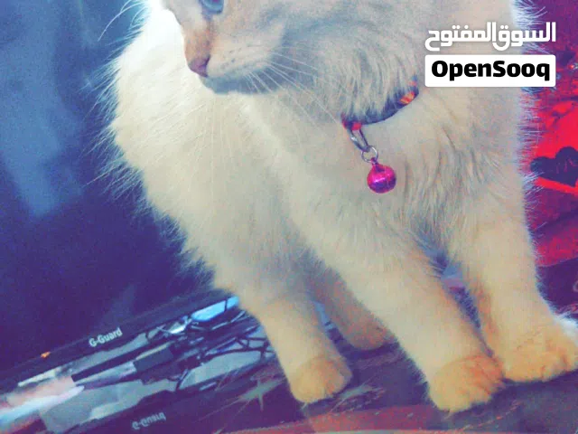 هملايا اورنج من اجمل الانواع