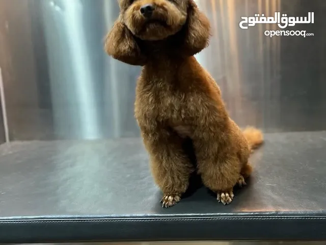 للبيع كلب توي بودل انثى