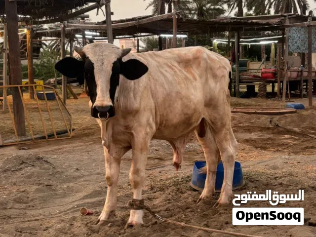 عجل للبيع نمساوي