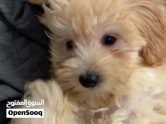 Maltipoo for sale