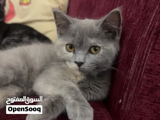 قطط للتبني بريطاني شورت هير