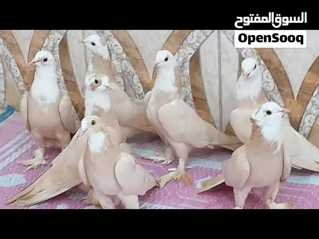 مطلوب زوج نثايه صفر بغداديات