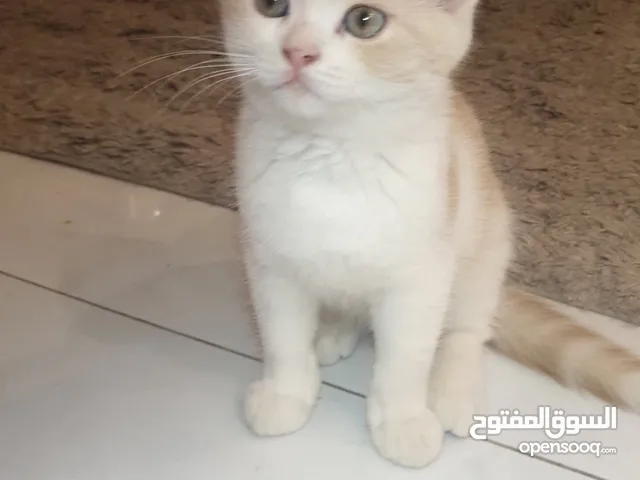 للبيع كتن ذكر