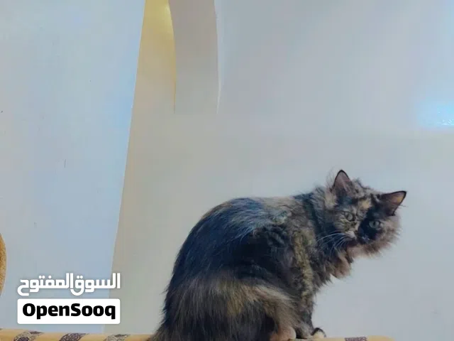 قطط شعرنيات لتبني ببلاش
