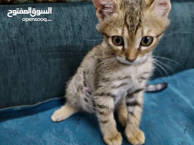 قطة محلية للتبني عمر شهرين