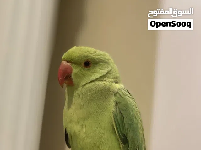 ابدل بغبغاء الدره مقابل طير كوكتيل شوف وصف