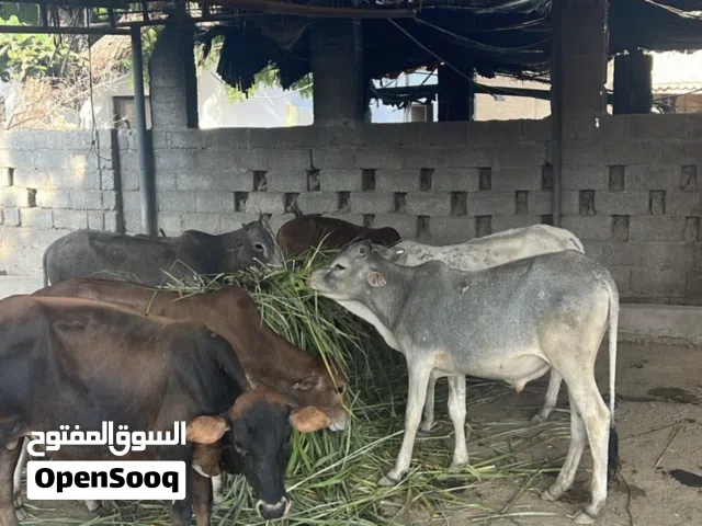 عجول اعمارهن سنتين تقريبا