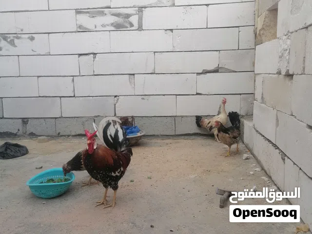 ثلاث دجاجات للبيع