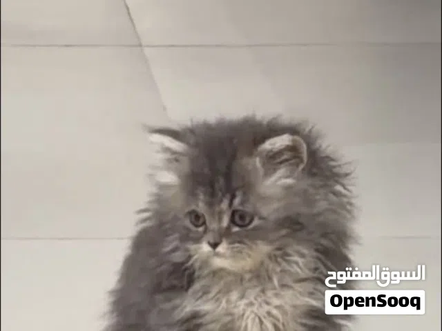 للبيع  قطوه مع كامل اغراضها45