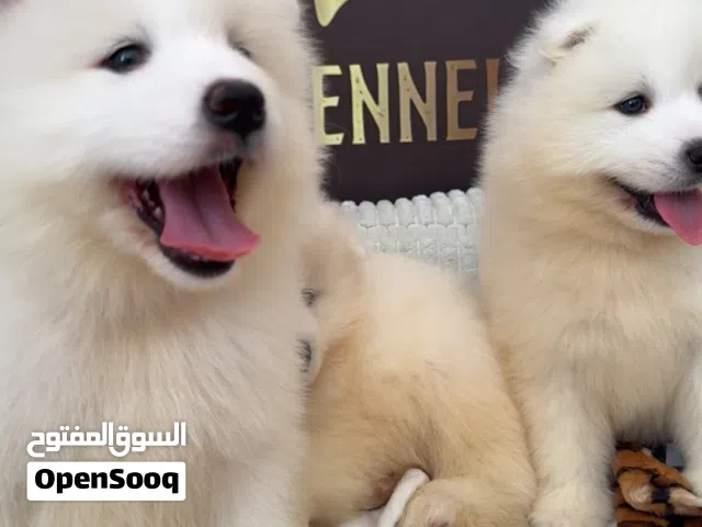 Samoyed بيبي