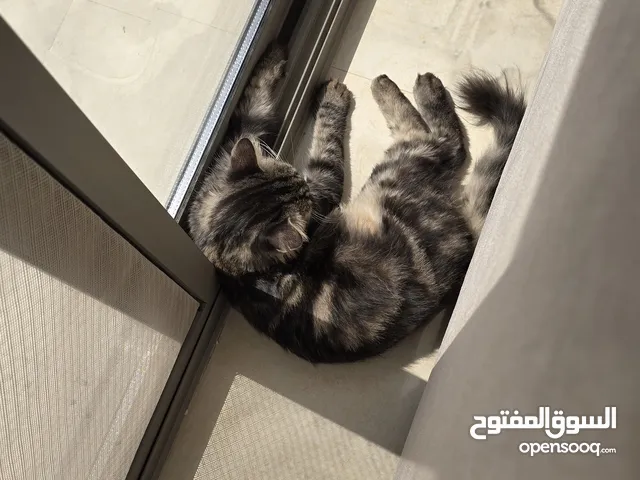 قطة متوفرة للتبني - cat for adoption spayed