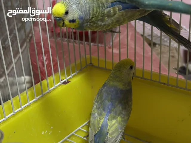 طيور. حب.