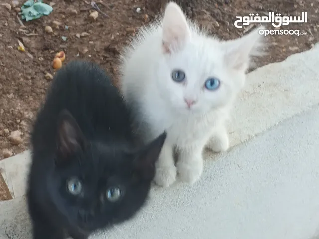 اخوان لعوبين تربايه بيت