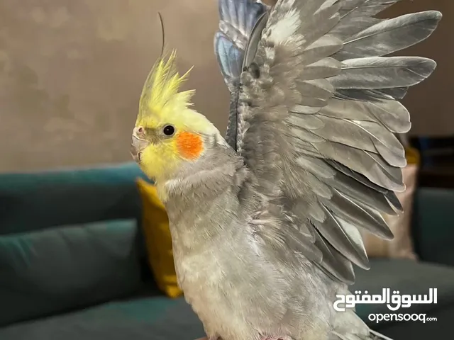 طير كروان ذكر أليف درجة أولى