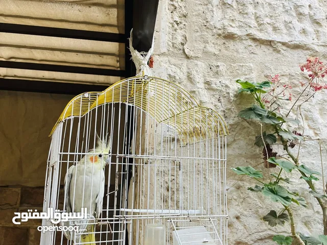 عصفور لطيف