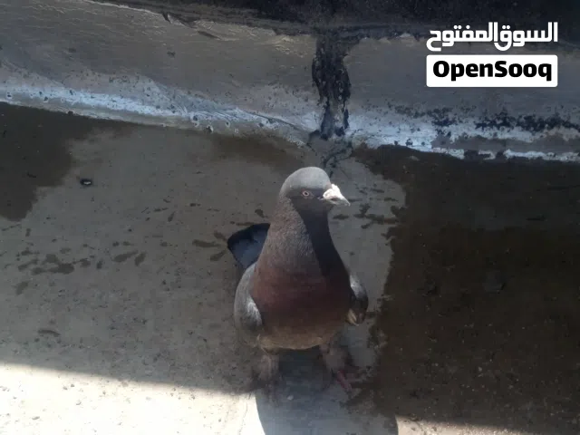 السلام عليكم شنو نوعها وشكد سعرها الي يعرف يراسلني