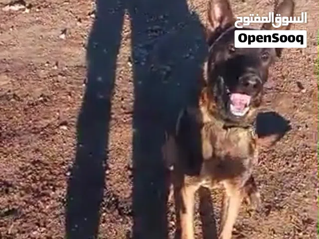 نوع الكلب مالينوا