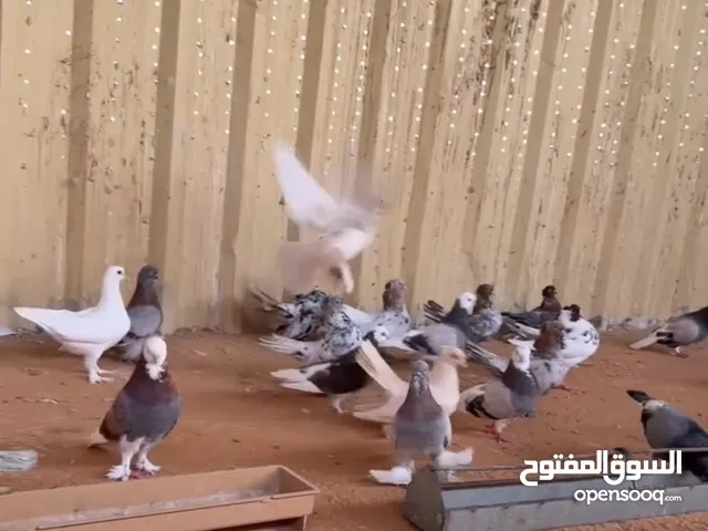 للبيع حمام