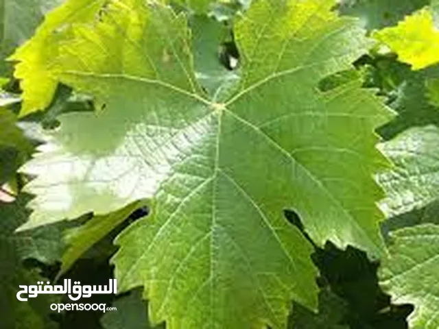 ورق عنب دوالي اخضر نخب للبيع