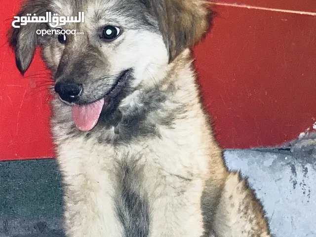 Chien belle