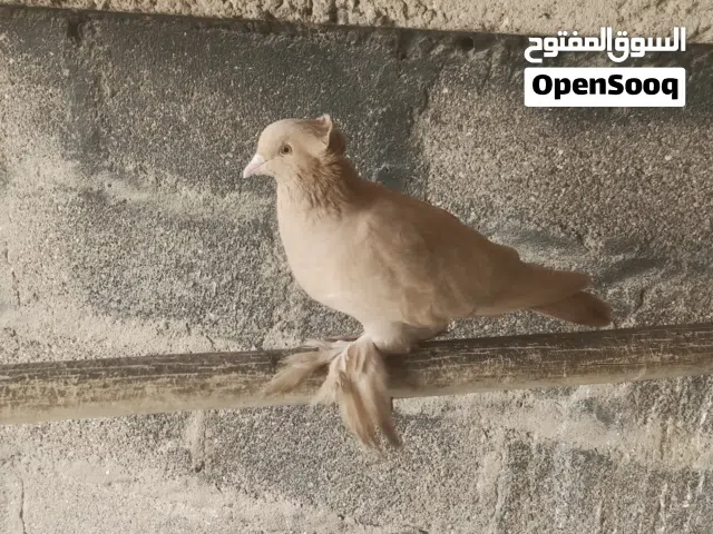 عندي طيور  شلع واحد يعني كلهن