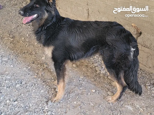 ذكر جرمن بلاك فيس توب سلاله