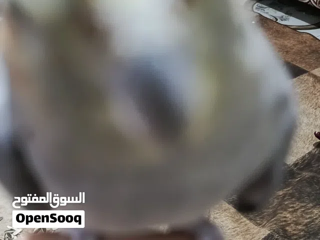 كوكتيل اليف طينه مال تزاوج مبيضه بدون فحل تريد فحل