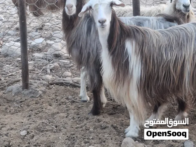 هوش العدد 2+ جاعده