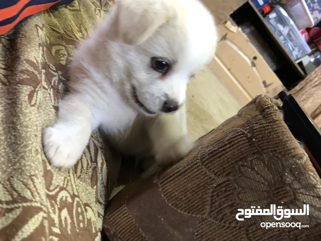 جرو فرنجي العمر ثلاثة اسابيع بصححة ممتازة