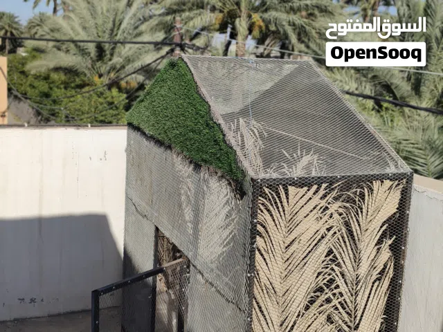 محميه مال بلابل مال تكاثر محميه كلش حلوه ومتعوب عليها ... تواصل بس واتساب