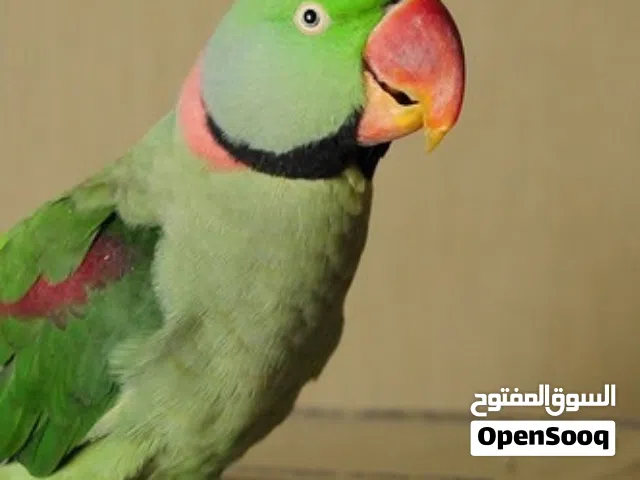 انتاج دره امريكي نيبالي