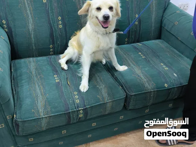 كلب كونكي للبيع بسعر 100قابل للتفاوض بشي بسيط