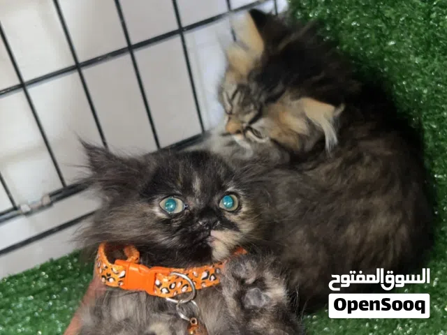 قطط شيرازي العمر شهرين