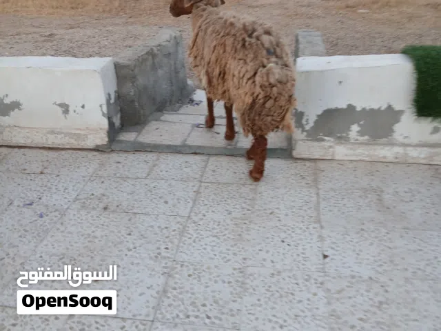 نعجه سن رباعي  عشار جديد